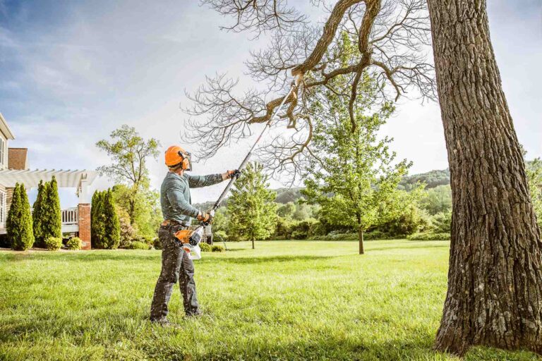 Seasons of Pruning: A Guide to Timely and Effective Tree Maintenance