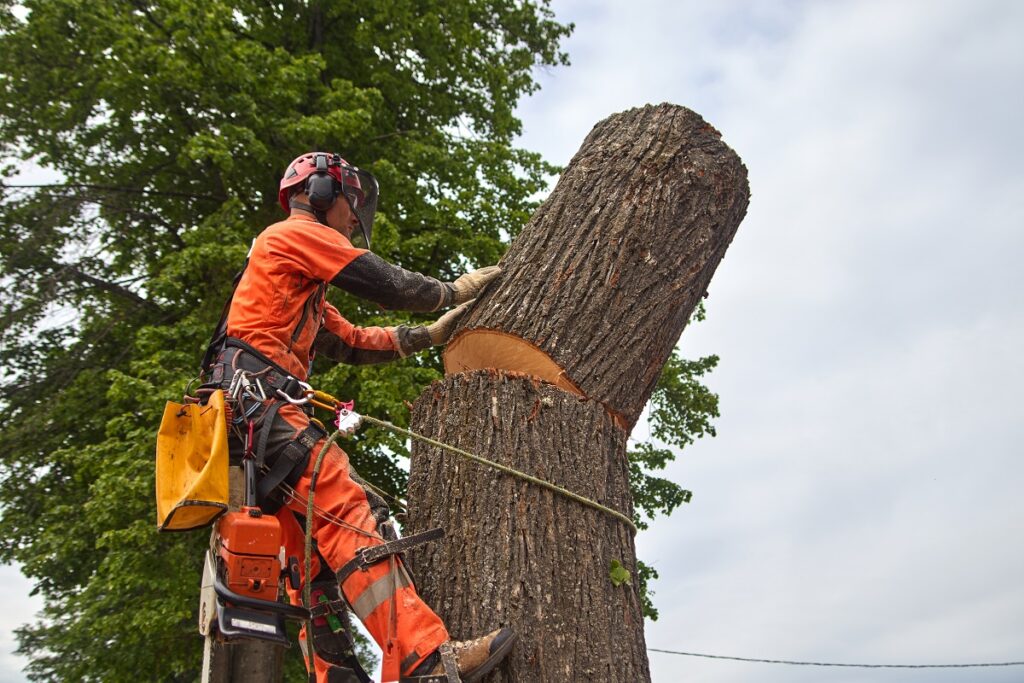 Tree Removal Expertise