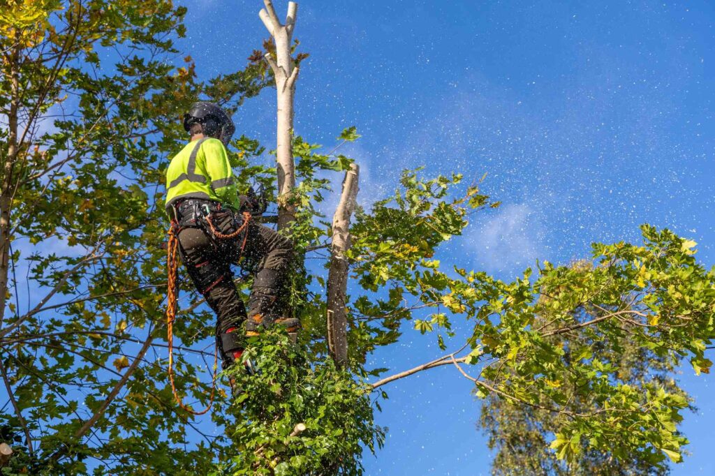 Tree Removal Expertise