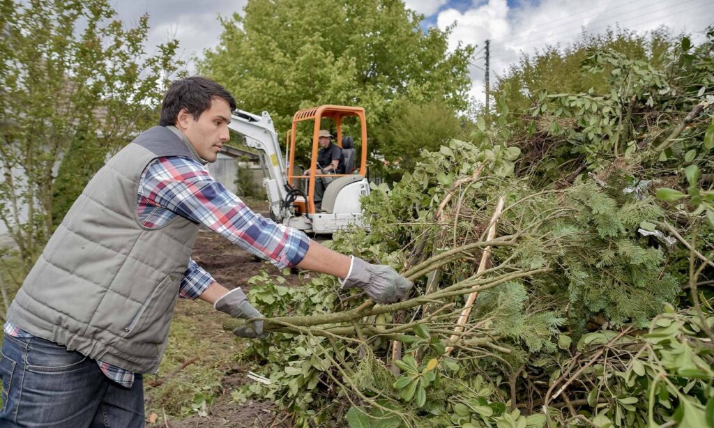 Tree Removal Expertise