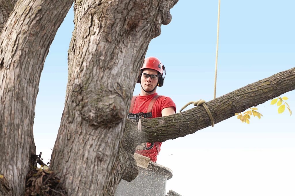 Long-term Tree Health