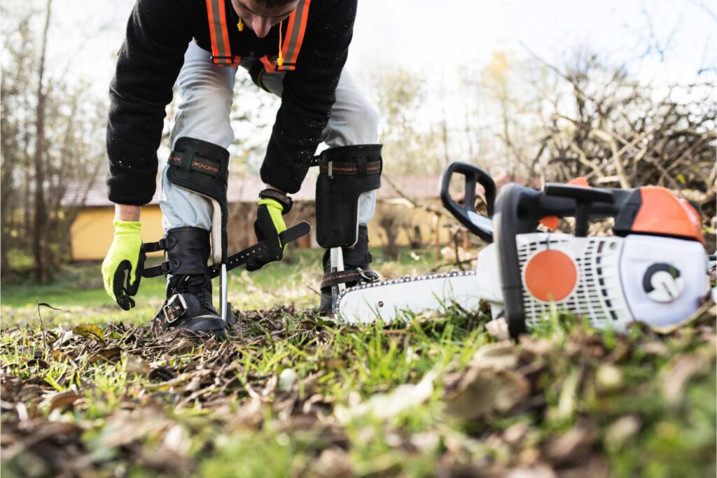 Regular Tree Pruning