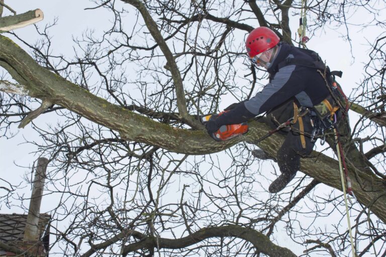 The Benefits of Regular Tree Pruning Services in Sydney