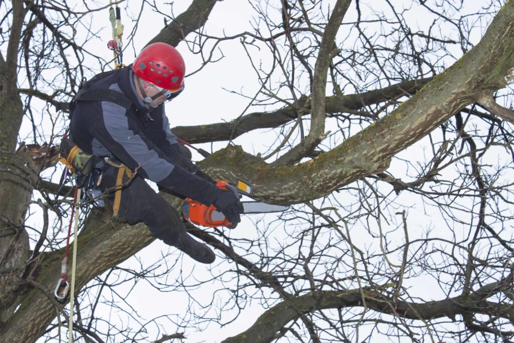 Equipment for Tree Pruning