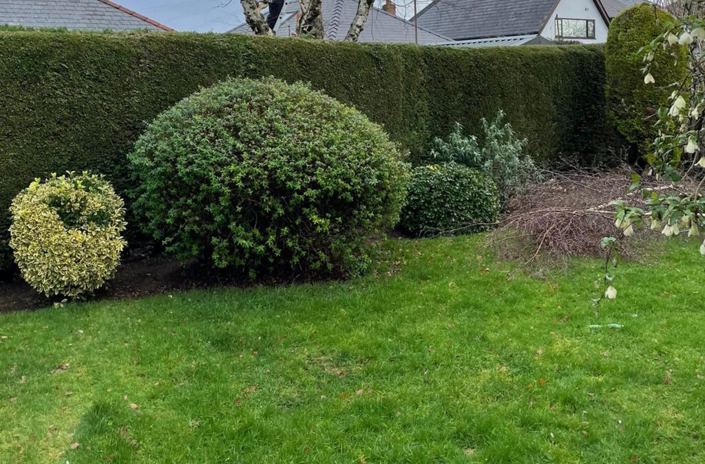 hedge trimming