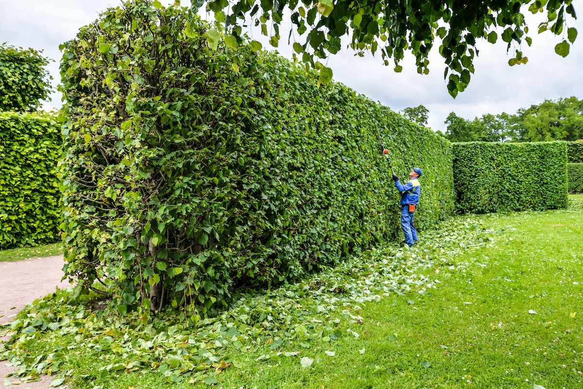 hedge trimming