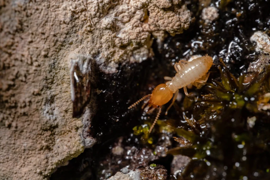 Termite Specialist Sydney: Why Hiring an Expert Matters for Effective Treatment