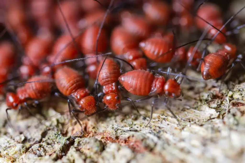 Termite Specialist Sydney: Why Hiring an Expert Matters for Effective Treatment