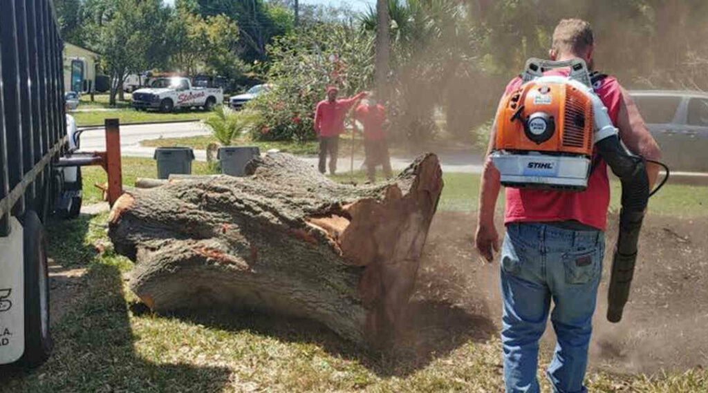 tree removel