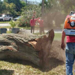 Sydney Tree Lopping Services That Keep Your Property Safe