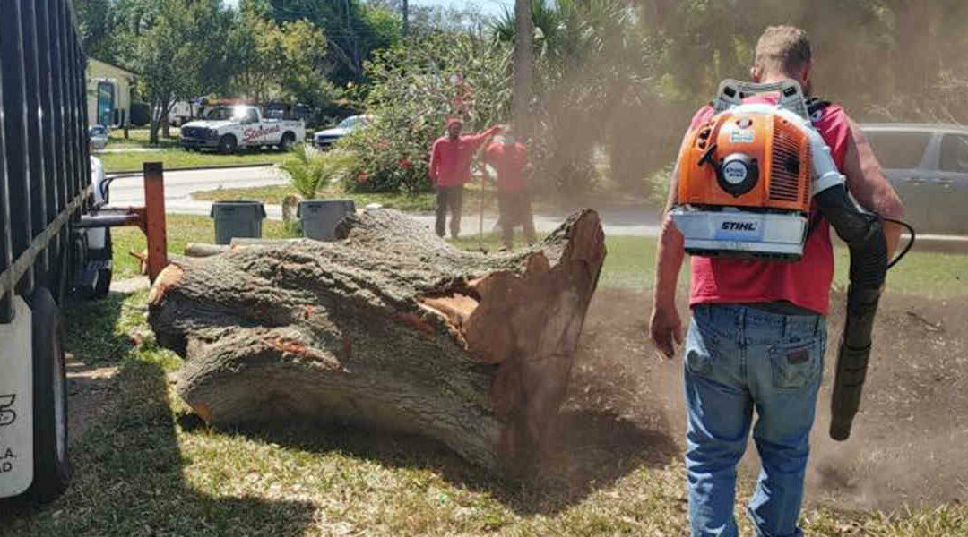tree removel