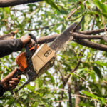 Is Tree Removal Legal in Sydney? Understanding Local Laws – A Complete Guide
