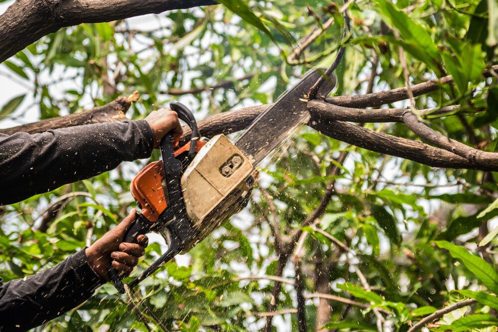 tree removel