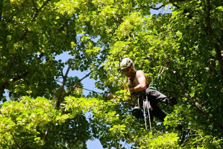 How Tree Removal Services in Sydney Navigate Safety and Sustainability