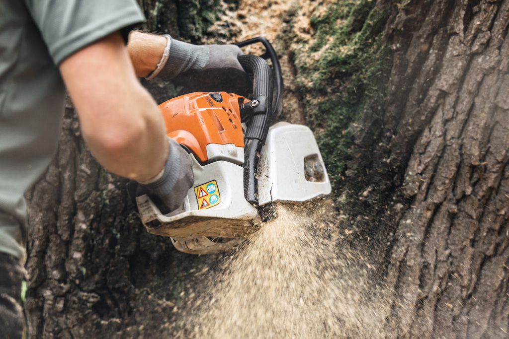 How Tree Removal Services in Sydney Navigate Safety and Sustainability