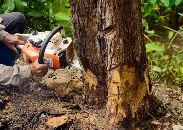 How Tree Removal Services in Sydney Navigate Safety and Sustainability
