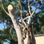 Why Regular Tree Pruning Sydney Is Vital for Tree Health