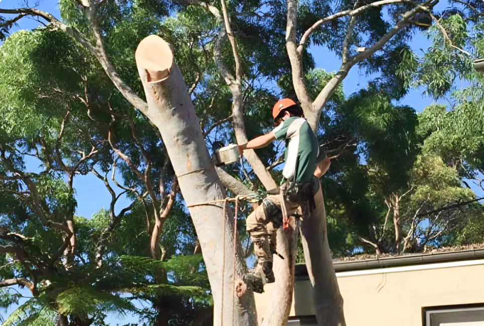 Why Regular Tree Pruning Sydney Is Vital for Tree Health