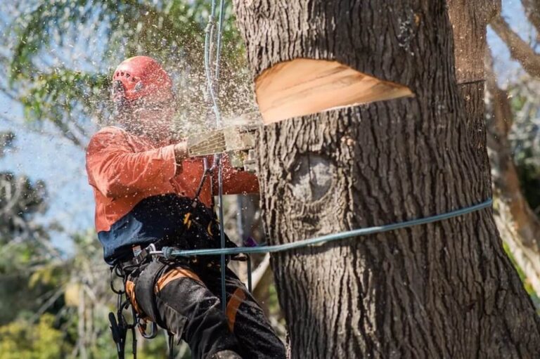 The Advantages of Complete Tree and Stump Removal for Property Safety