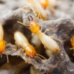 7 Reasons Why You Need a Termite Specialist for Accurate Detection and Treatment