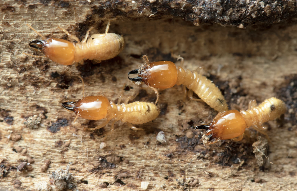termite pest control
