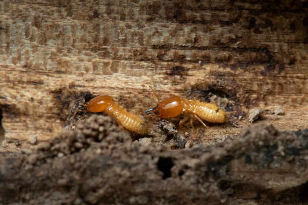 termite specialist