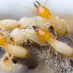 Termite Pest Control Sydney Experts Explain the Most Common Warning Signs