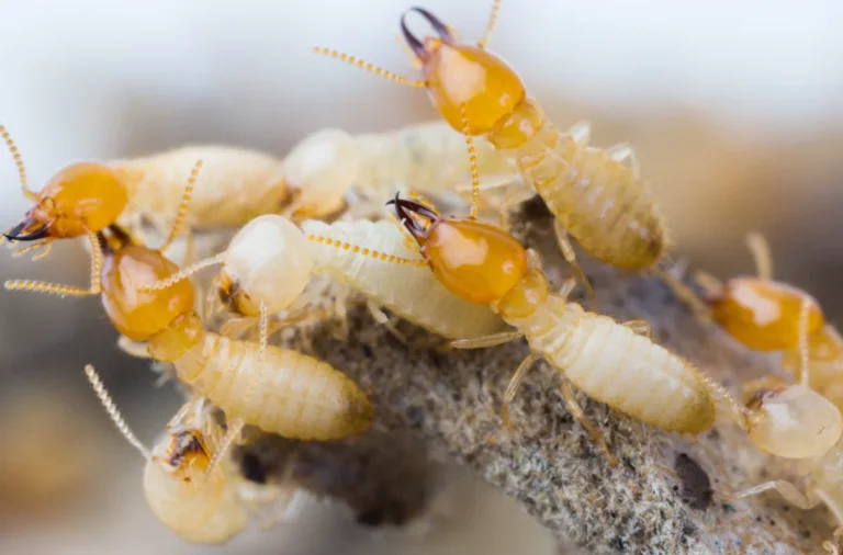 termite pest control