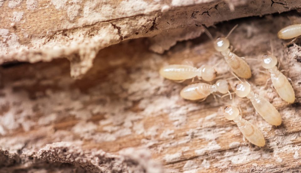 termite pest control