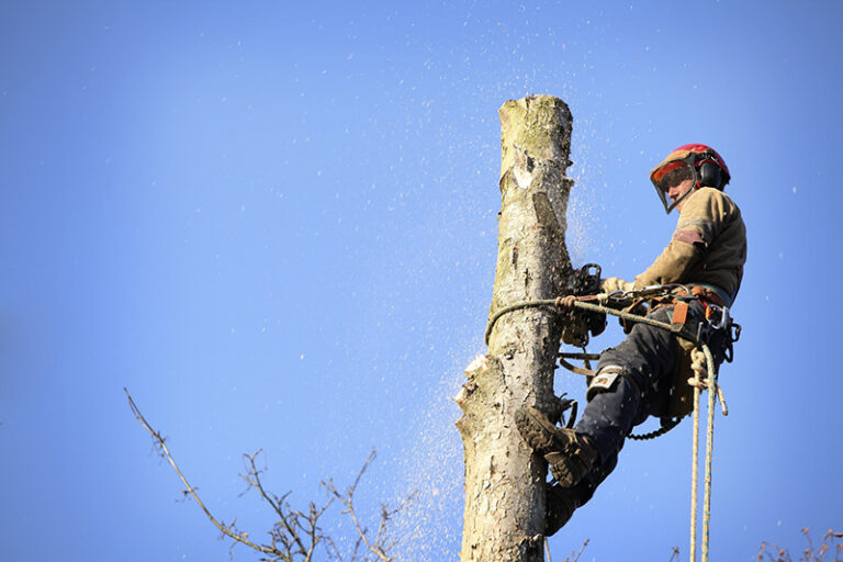 tree removal sydney