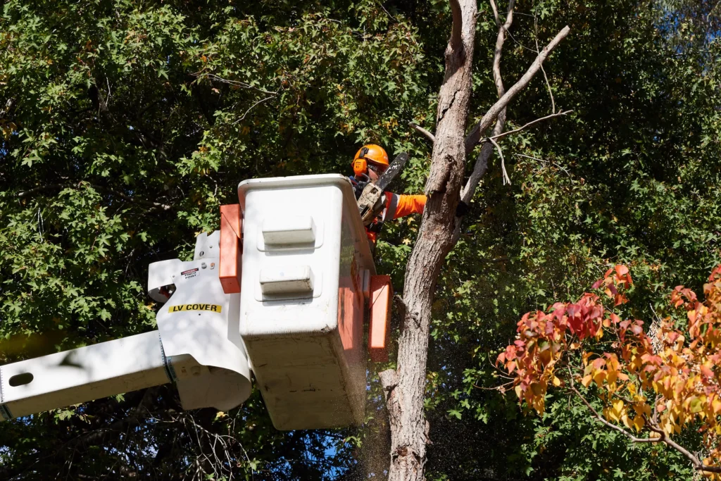 Tree Lopping Sydney: What You Need to Know Before You Lop