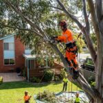 Complete Guide to Tree Removal Sydney: Professional Arborist Services You Can Trust