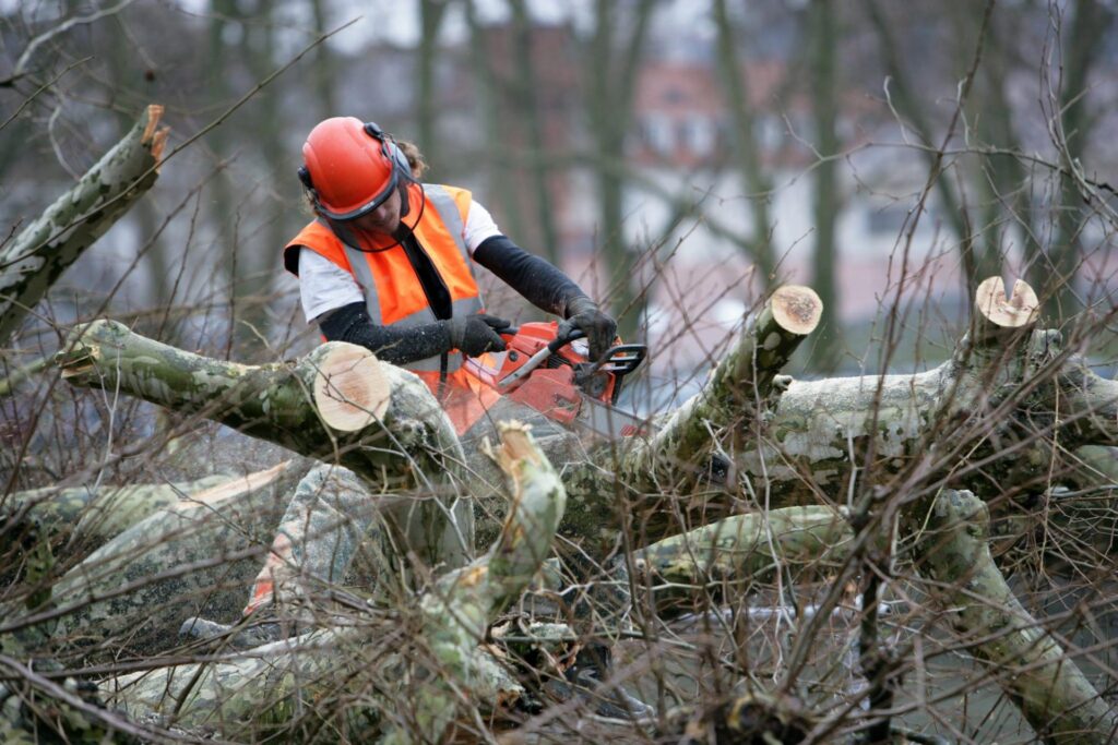 Complete Guide to Tree Removal Sydney: Professional Arborist Services You Can Trust