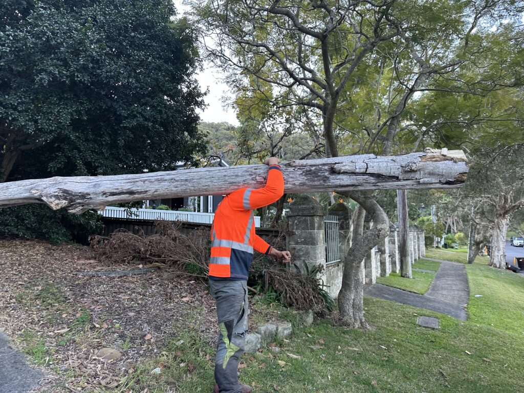 Complete Guide to Tree Removal Sydney: Professional Arborist Services You Can Trust