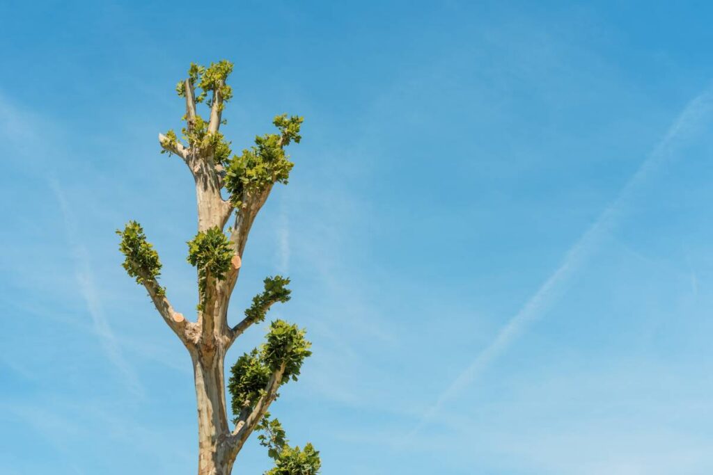 Tree Lopping Sydney: What You Need to Know Before You Lop