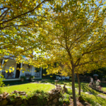 Tree Lopping Sydney: What You Need to Know Before You Lop