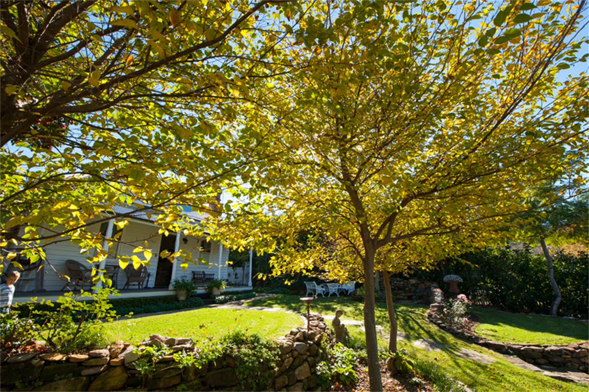 Tree Lopping Sydney: What You Need to Know Before You Lop