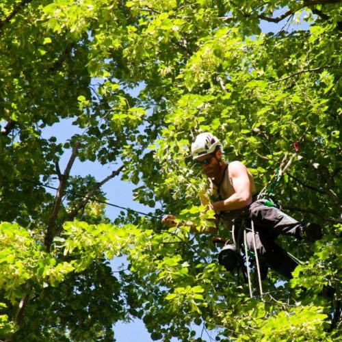 How Tree Removal Services in Sydney Navigate Safety and Sustainability