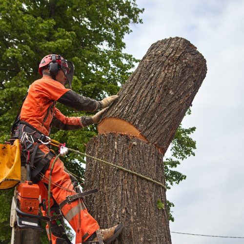 Branching Out: Why Central Coast Residents Trust Our Tree Removal Expertise