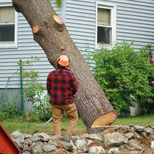 Central Coast Arborists: Ensuring Safety and Precision in Tree Removal