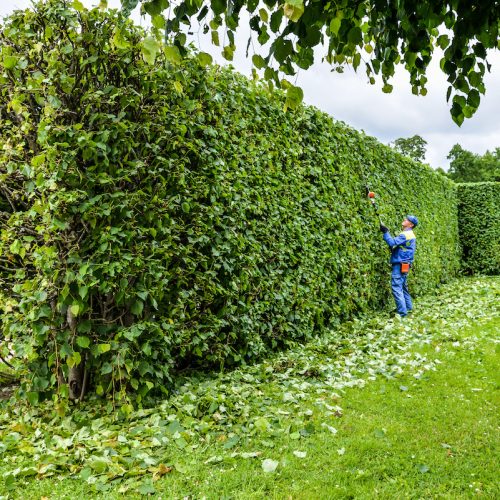 Comprehensive Tree and Hedge Trimming Services Near Me