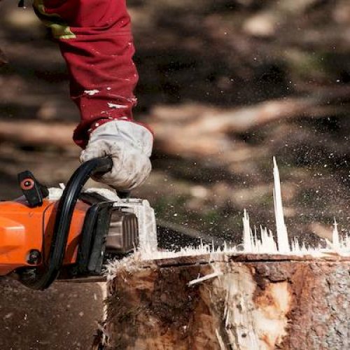 Tree Stump Removal: What You Need to Know