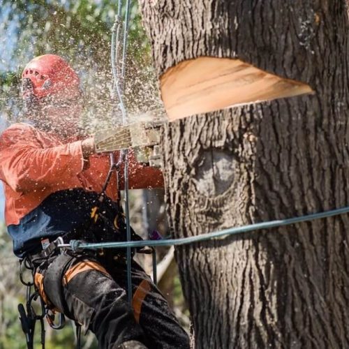 The Advantages of Complete Tree and Stump Removal for Property Safety