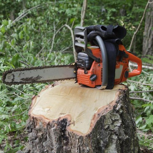 Tree Stump Removal Services in Sydney: Stump Grinding Made Easy