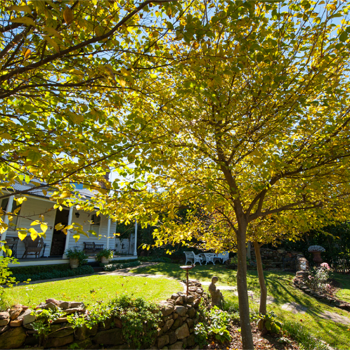 Tree Lopping Sydney: What You Need to Know Before You Lop